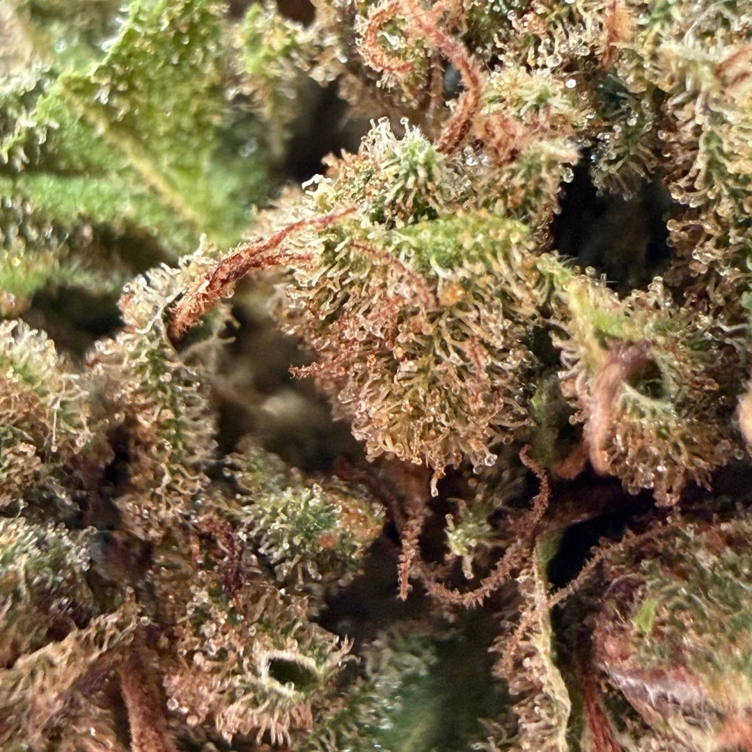 OG KUSH 💨