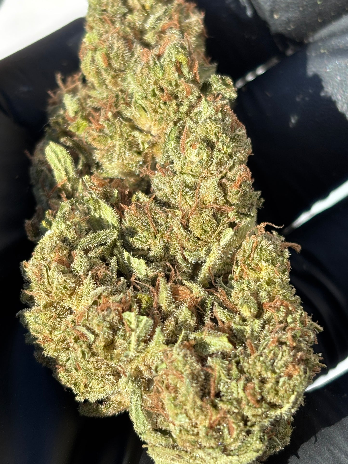 GAS GRAPE 🍇