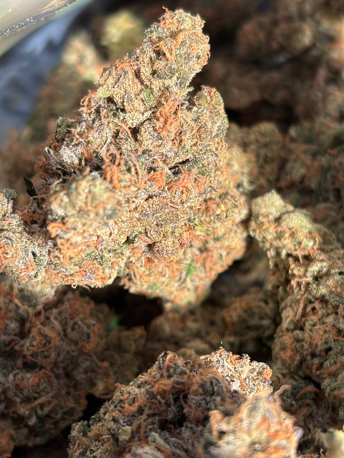 BLACK BERZERKER - Indoor Hydro By Original Growing 🇫🇷