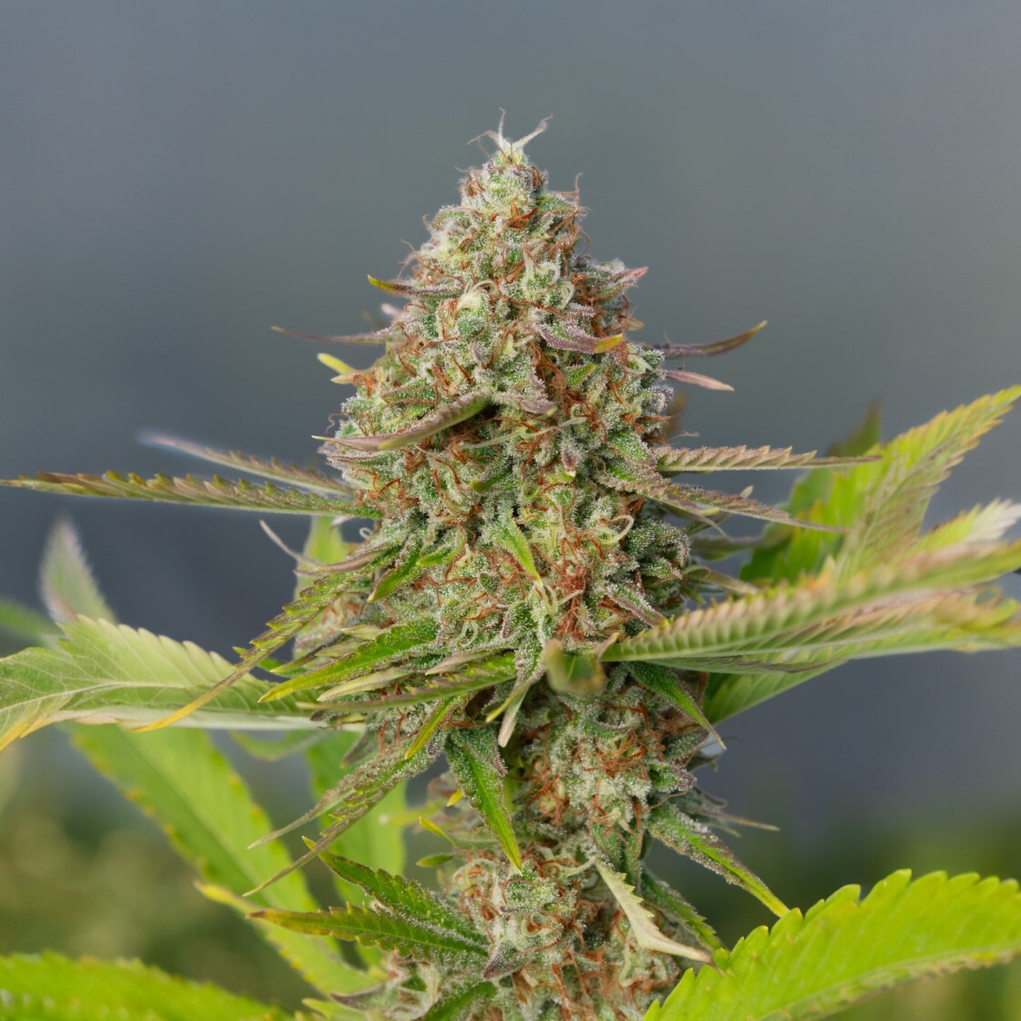 Sour Meringue 🧁