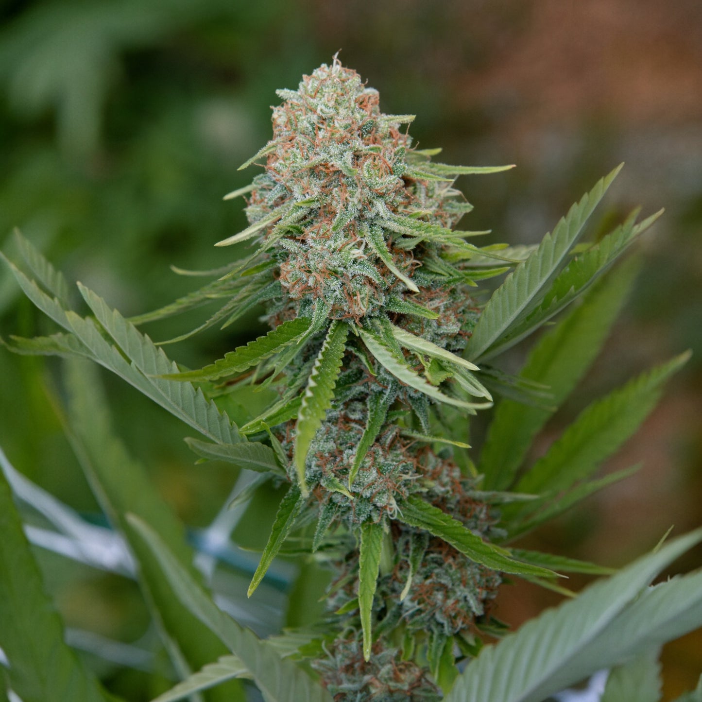 Kush Cake 🍰