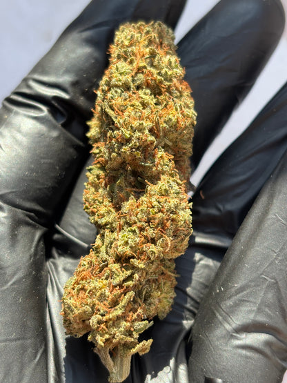 BOMB CYCLONE 💣 - Light Dep 💡 - Terpz en Herbe 🇫🇷