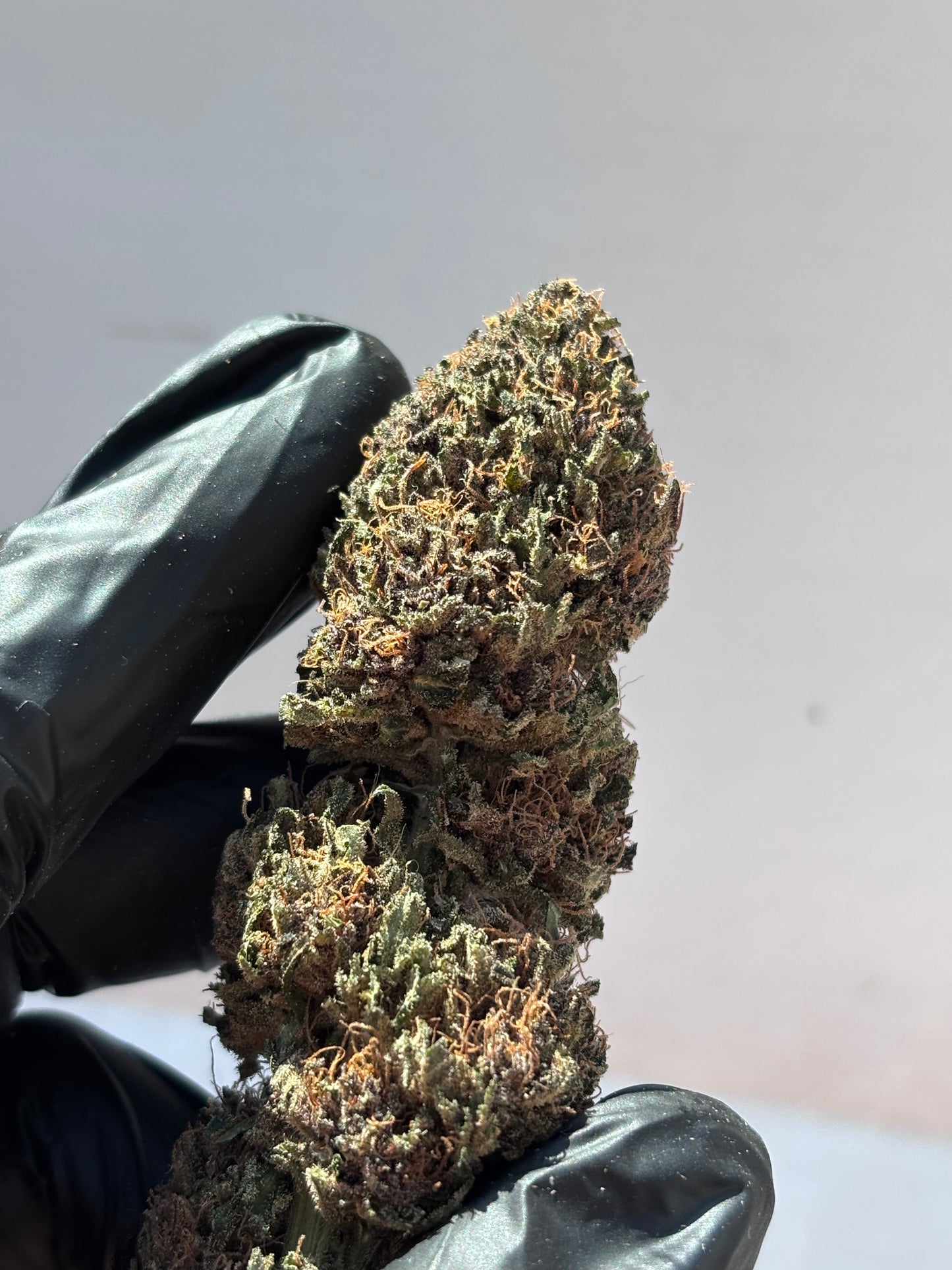 GRAVY TRAIN - GreenHouse by Terpz en Herbe 🇫🇷