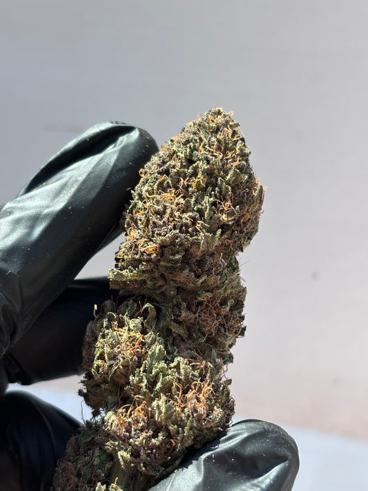 GRAVY TRAIN 🍰 - GreenHouse by Terpz en Herbe 🇫🇷