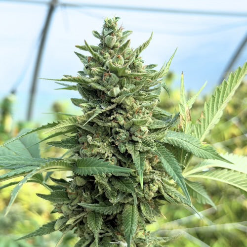OG KUSH 💨