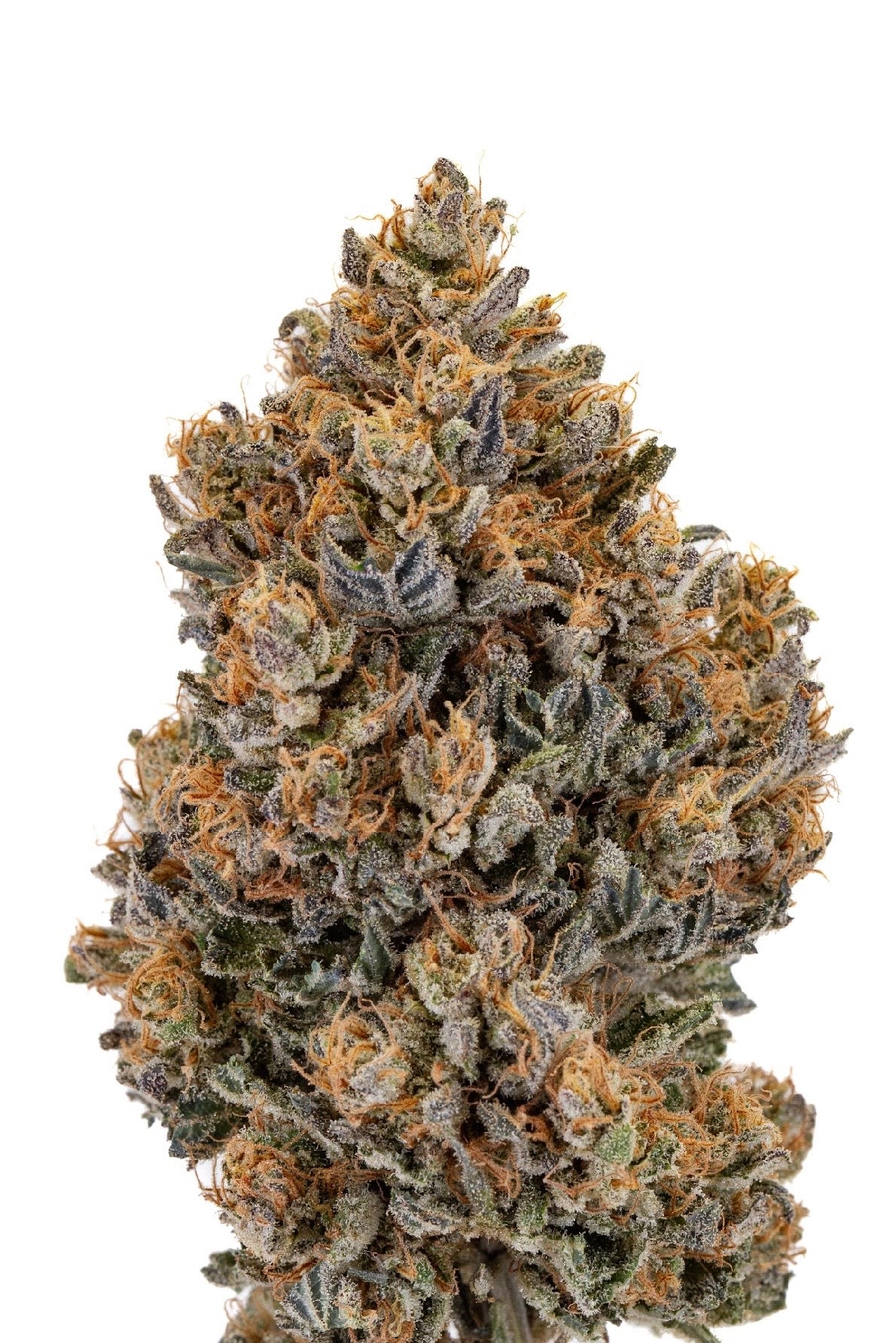 ALLIUM OG 🧅