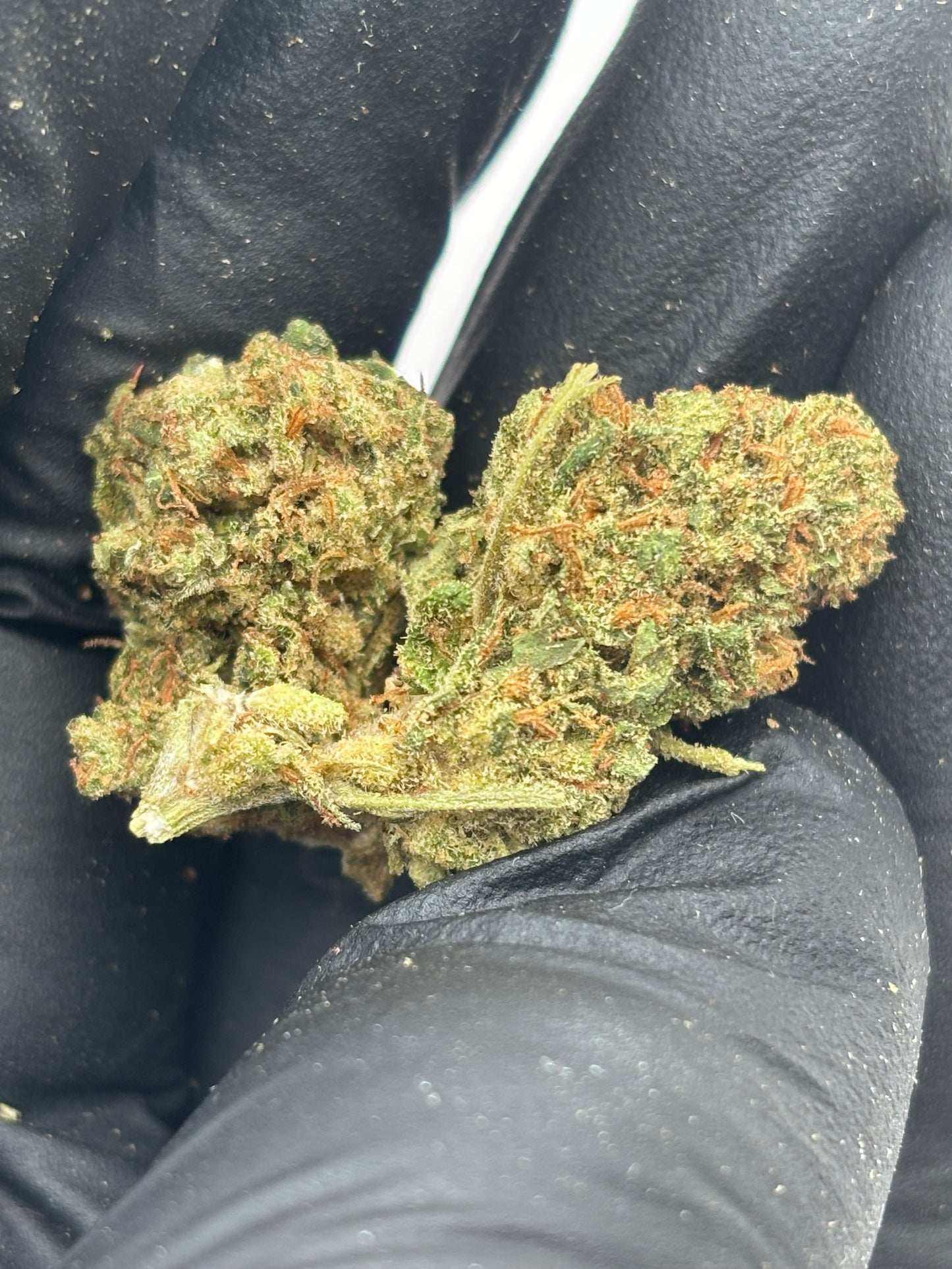 SKYWALKER OG 🪐 - Small Buds