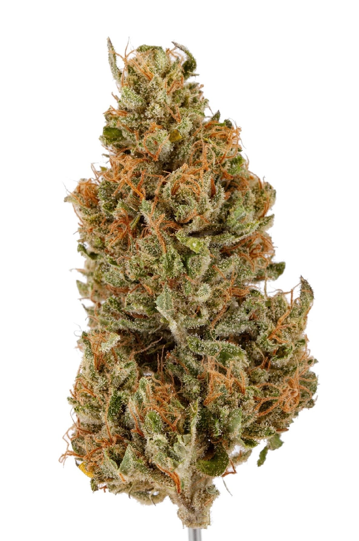 GAS GRAPE 🍇