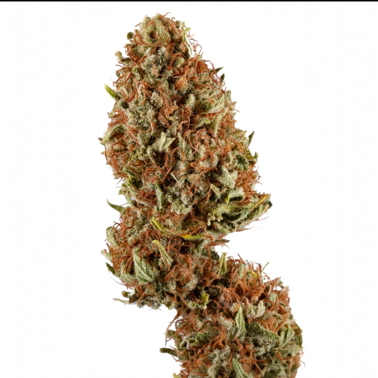 Pack Destock 19g 🎁