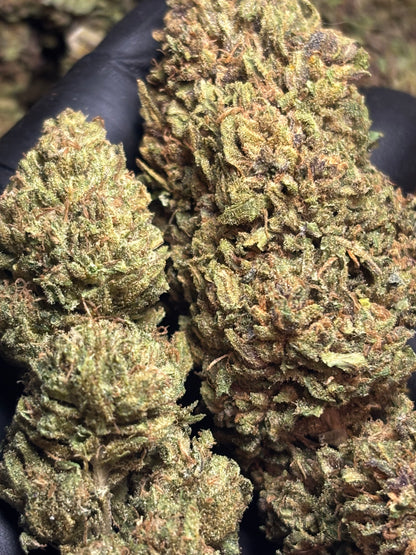 Skunk Jam 🍄🇫🇷