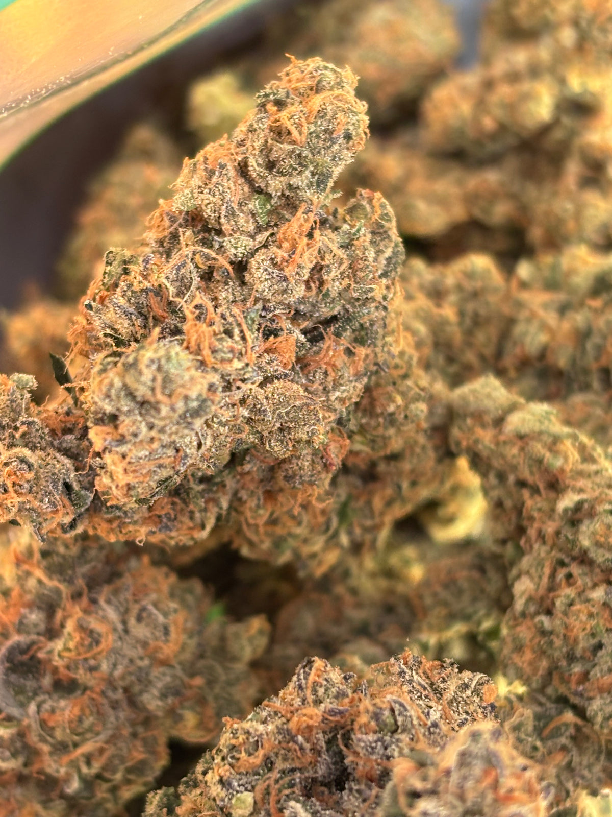 BLACK BERZERKER - Indoor Hydro By Original Growing 🇫🇷