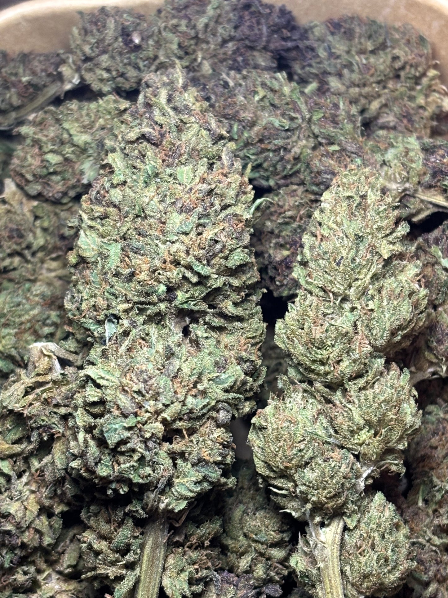 Skunk Jam 🍄🇫🇷