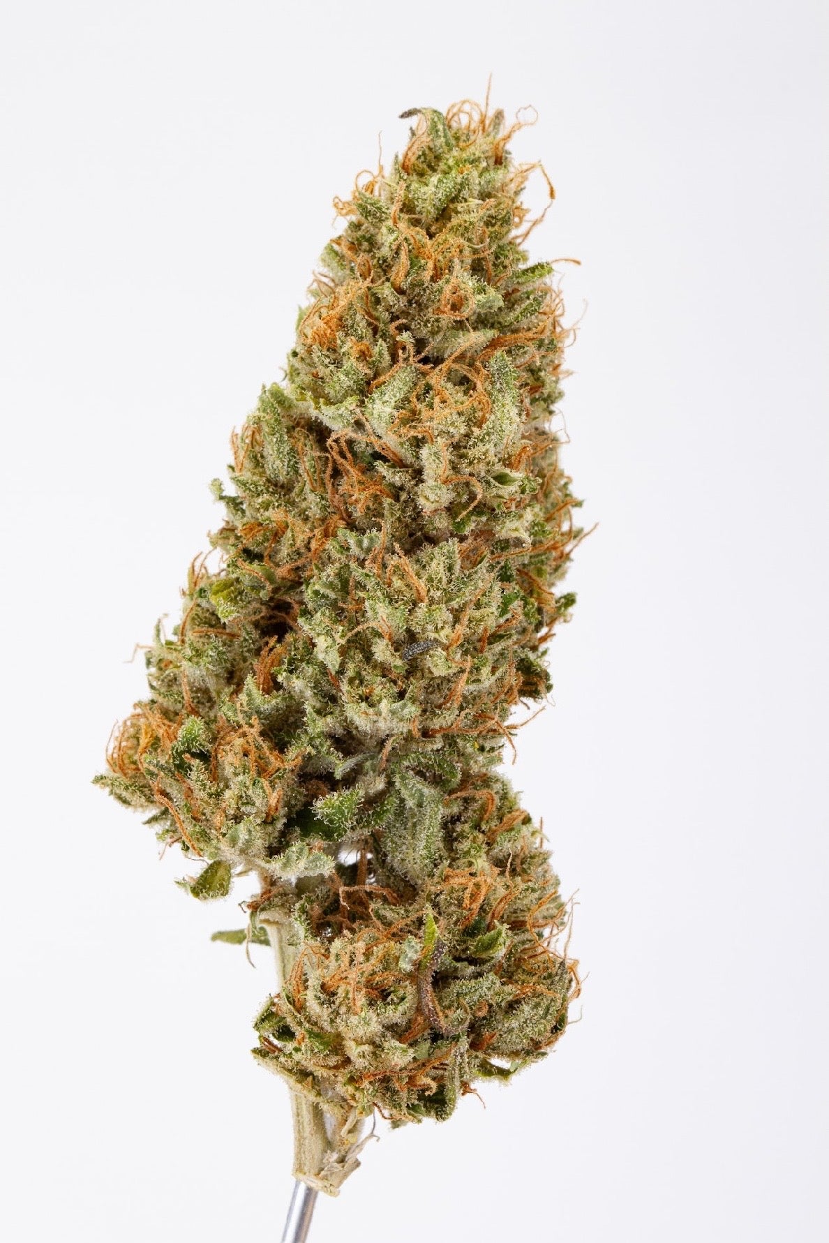 GAS GRAPE 🍇