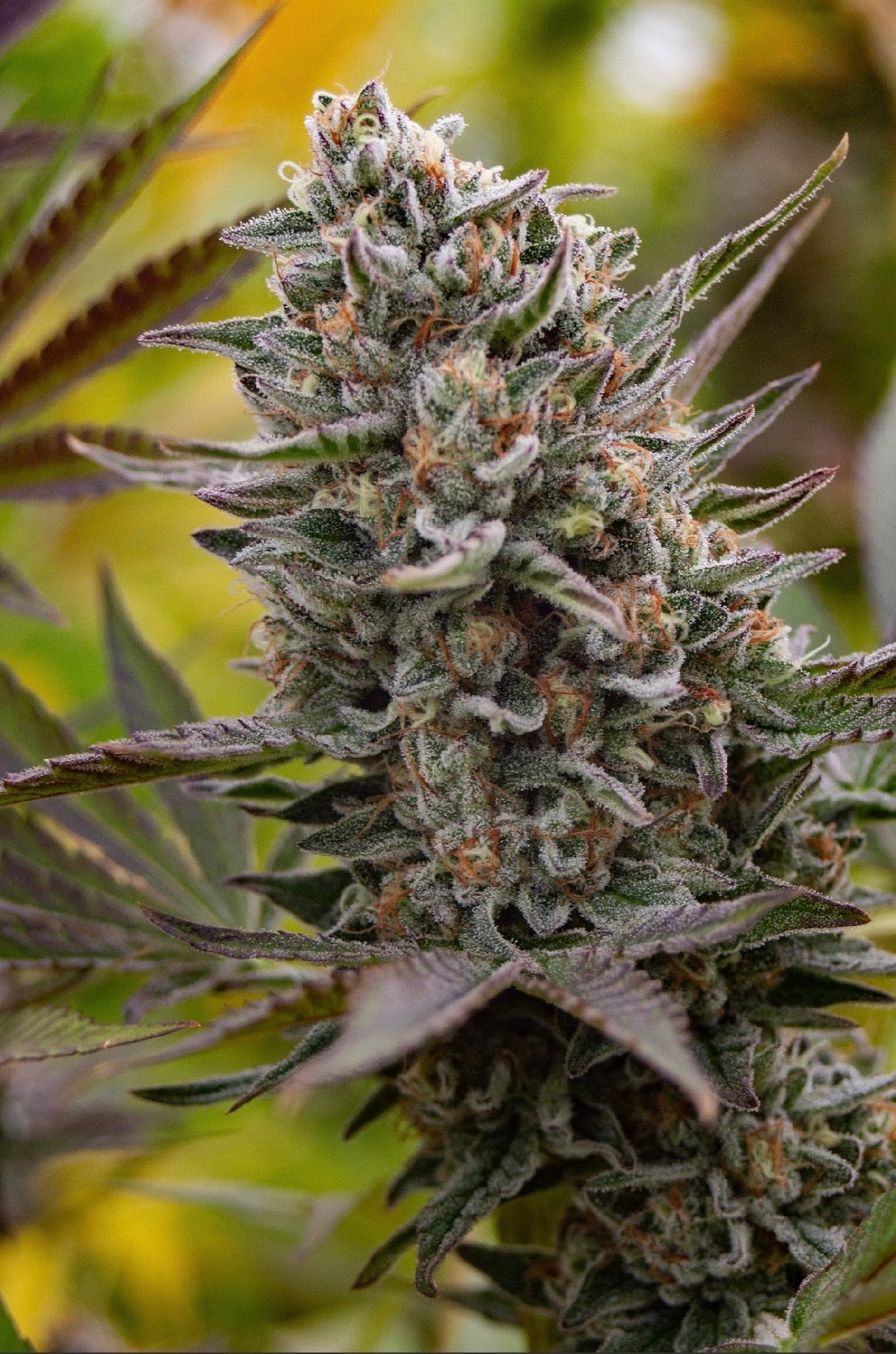 STRAWNANA 🍓🍌