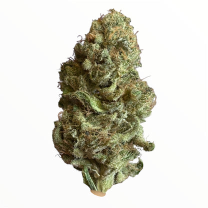 SUPER YAK 2 - Indoor 🇫🇷