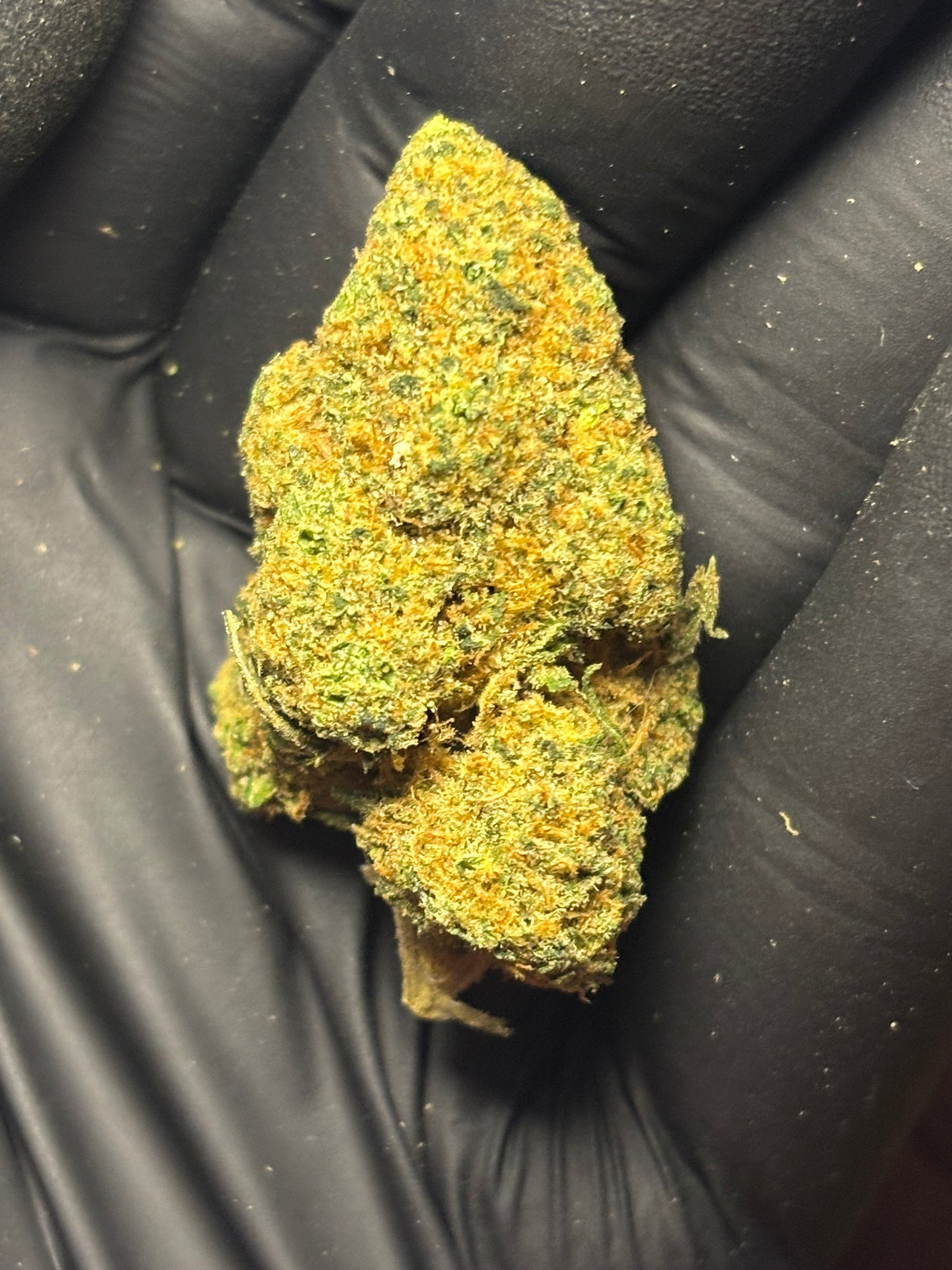 Gelato 🍧 - Indoor by Cannaïa 🇫🇷