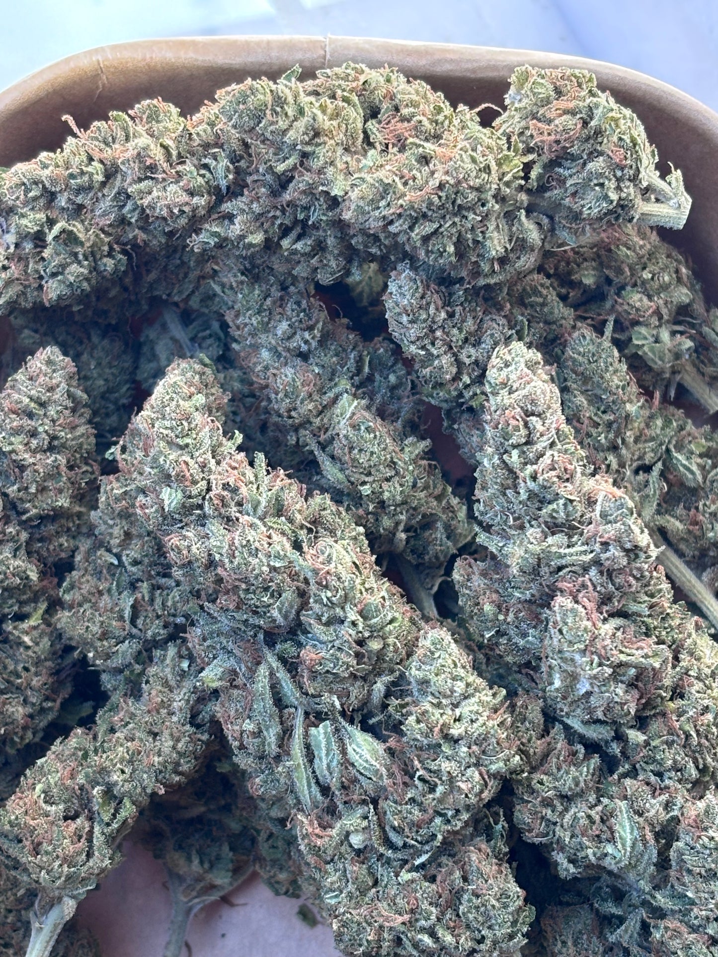 GAS GRAPE 🍇