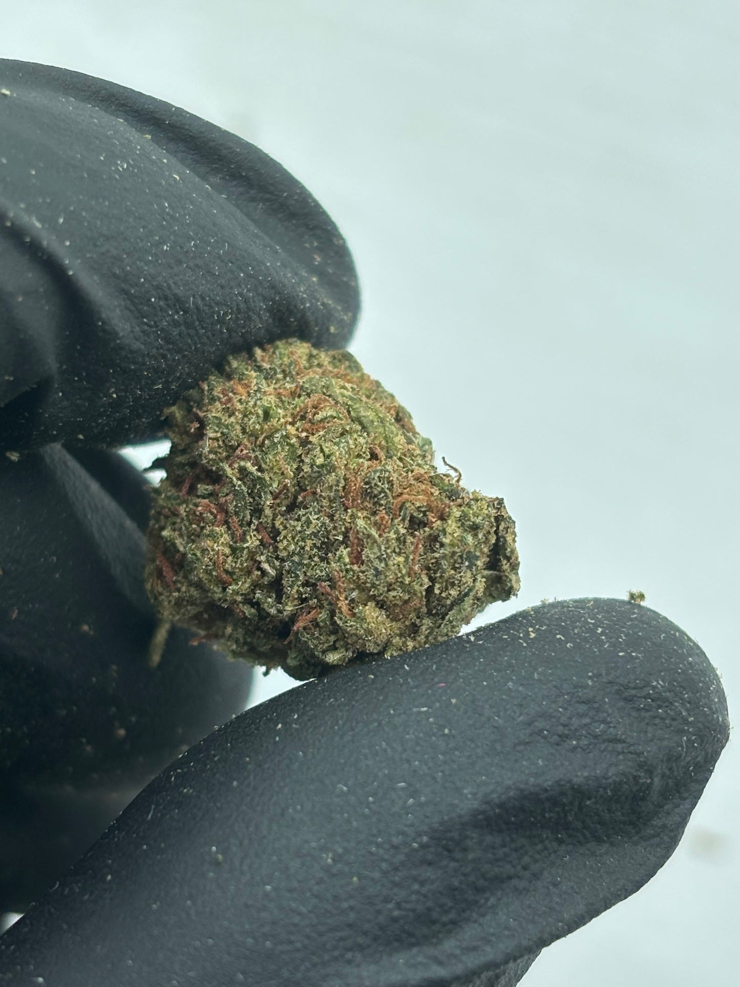 COSMIC COOKIE 🍪 - Small Buds
