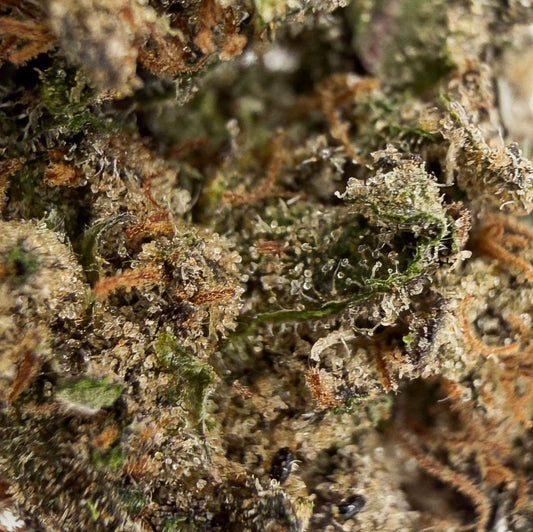 SOUR DIESEL ⛽️ - Small Buds