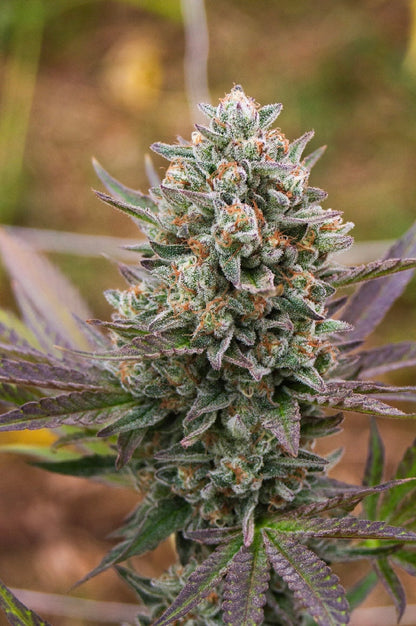 STRAWNANA 🍓🍌
