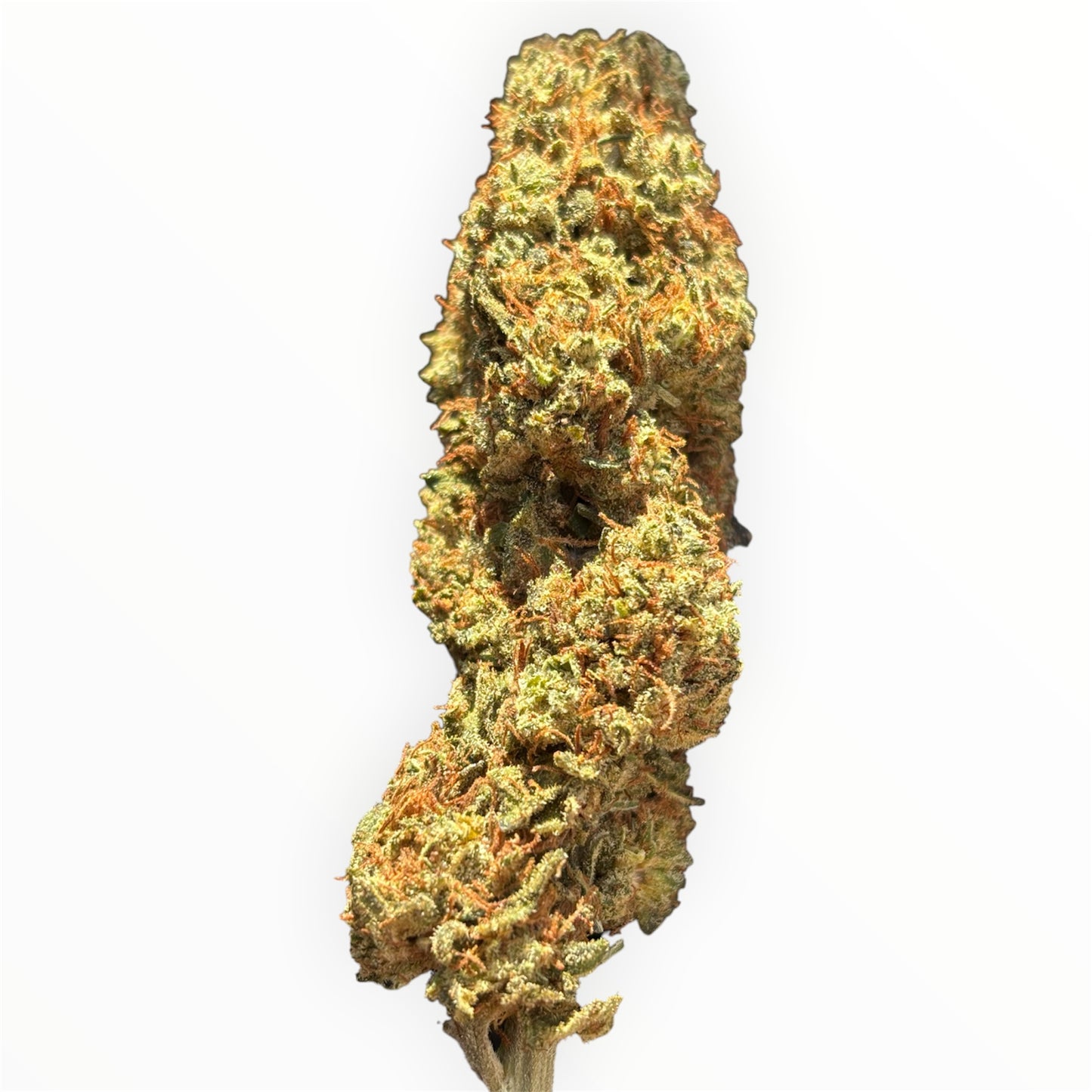 BOMB CYCLONE 💣 - Light Dep 💡 - Terpz en Herbe 🇫🇷