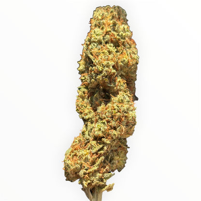 BOMB CYCLONE 💣 - Light Dep 💡 - Terpz en Herbe 🇫🇷