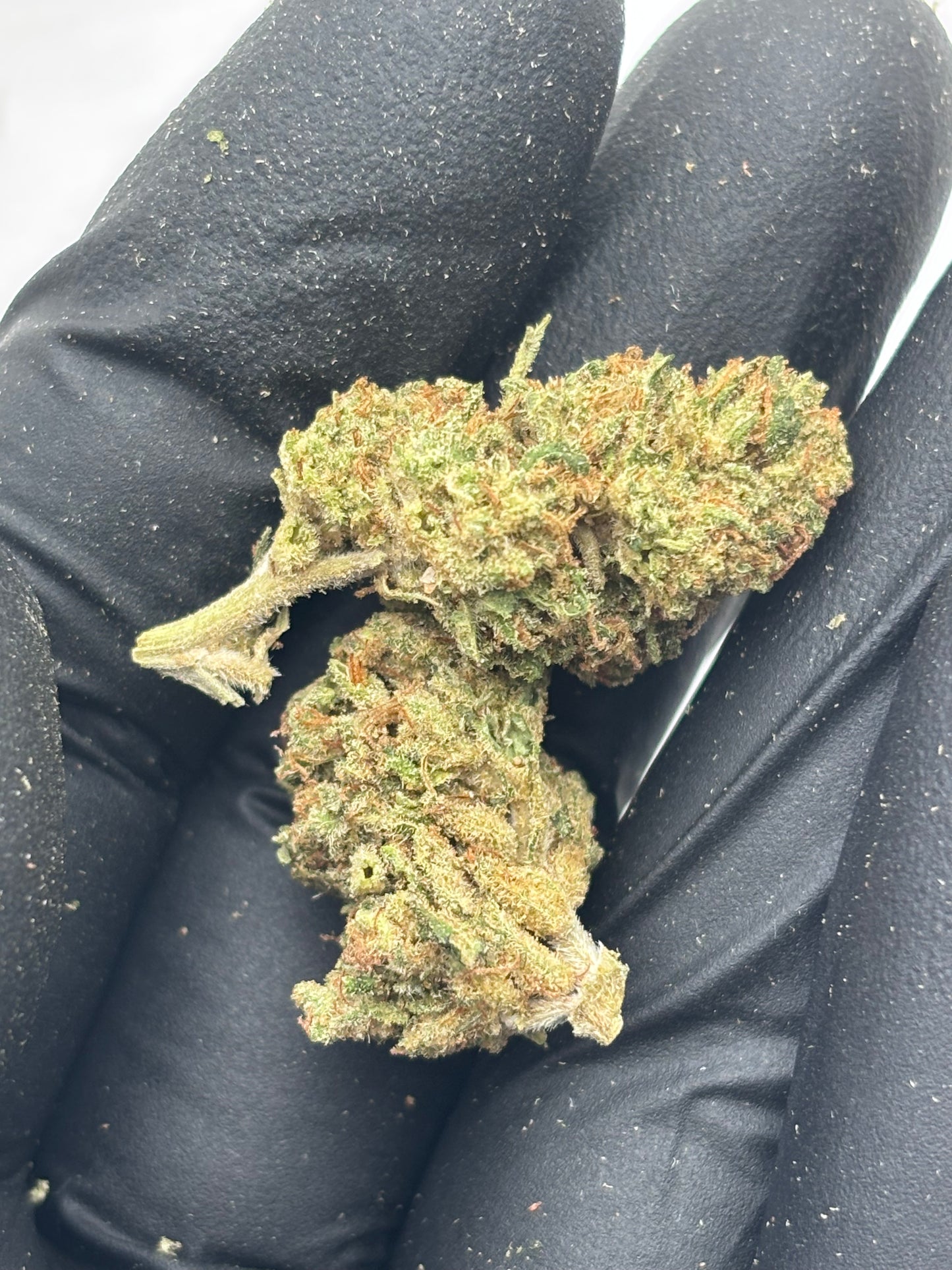 SKYWALKER OG 🪐 - Small Buds