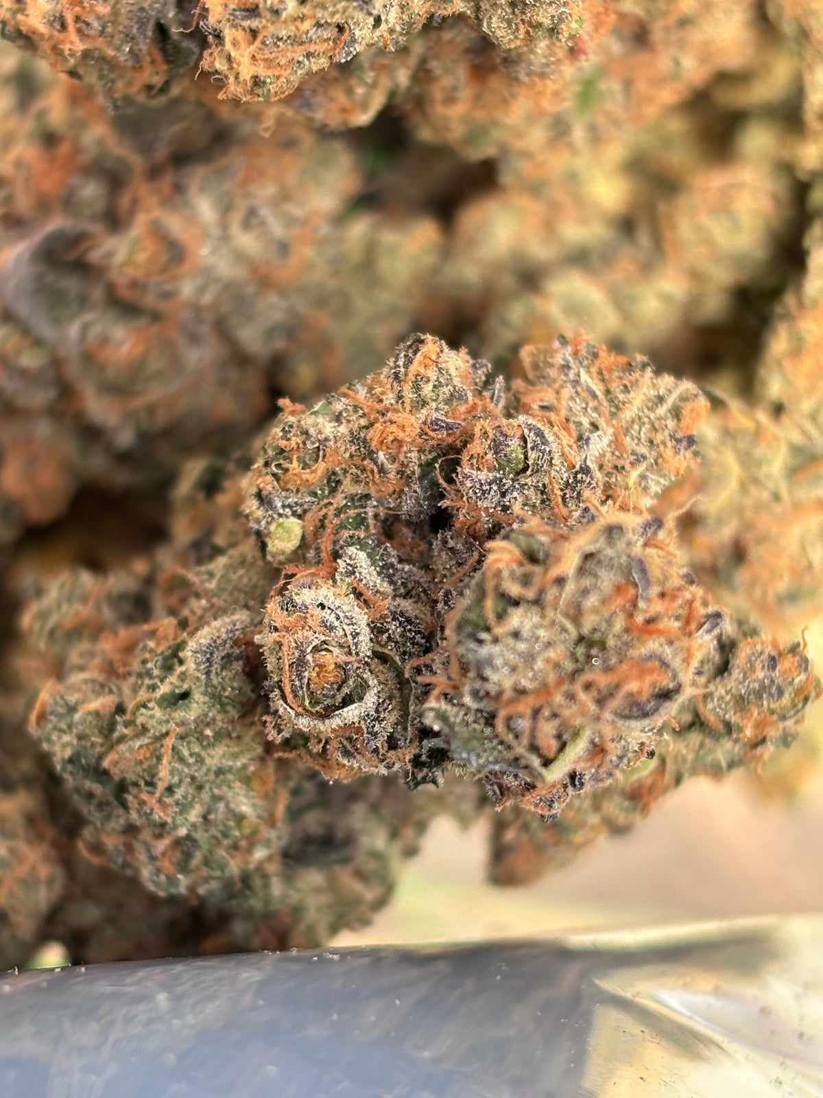 BLACK BERZERKER - Indoor Hydro By Original Growing 🇫🇷