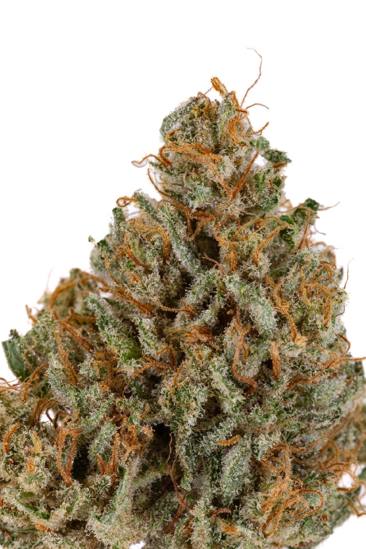ALLIUM OG 🧅