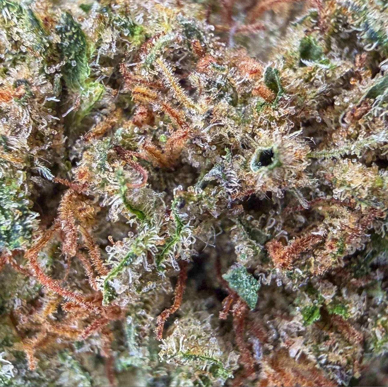 SKYWALKER OG 🪐 - Small Buds