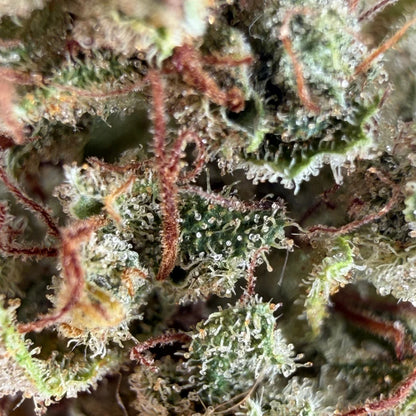 SWEET MANGO 🥭