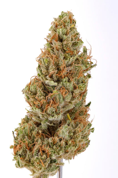 GAS GRAPE 🍇
