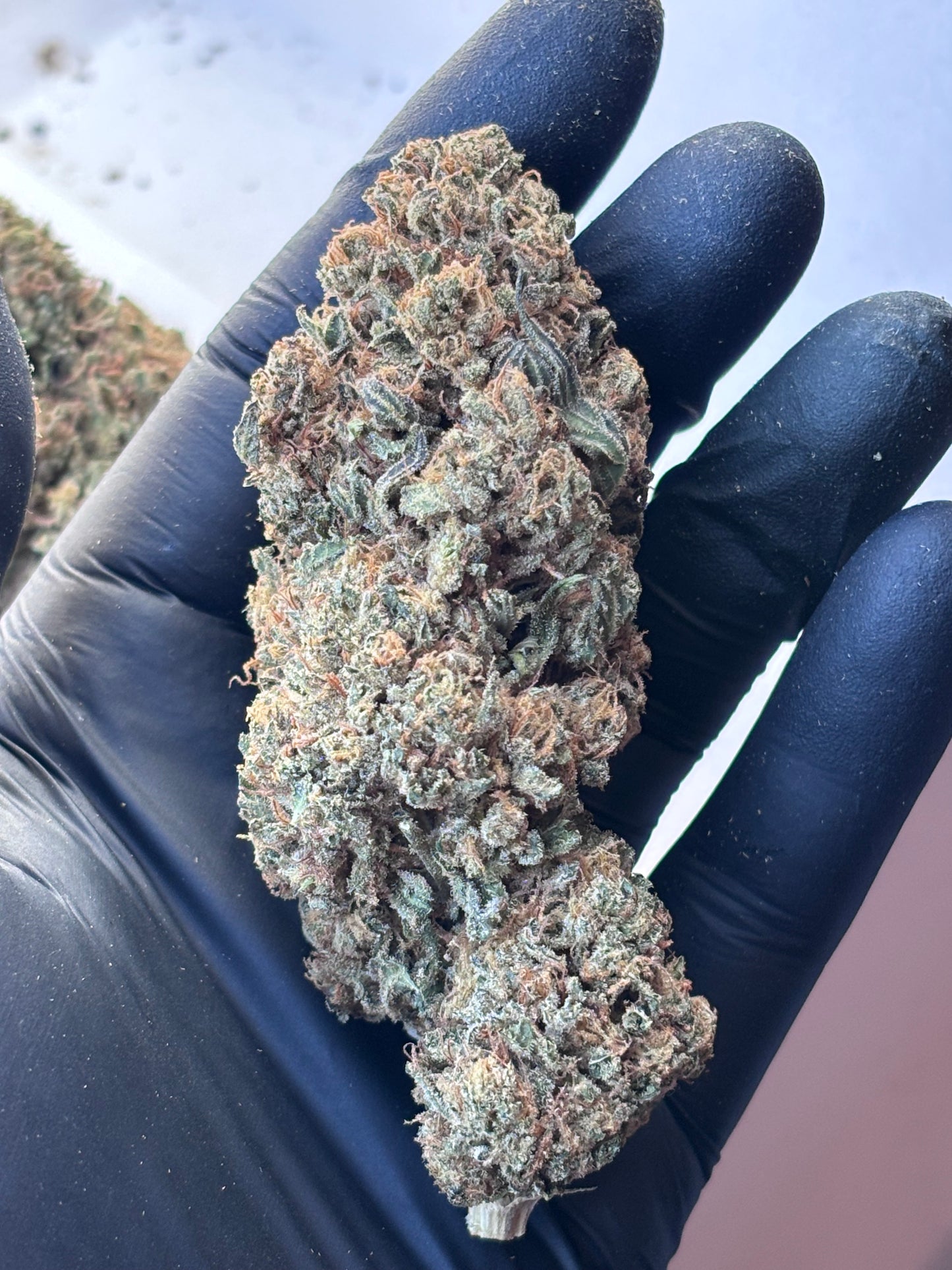 ALLIUM OG 🧅