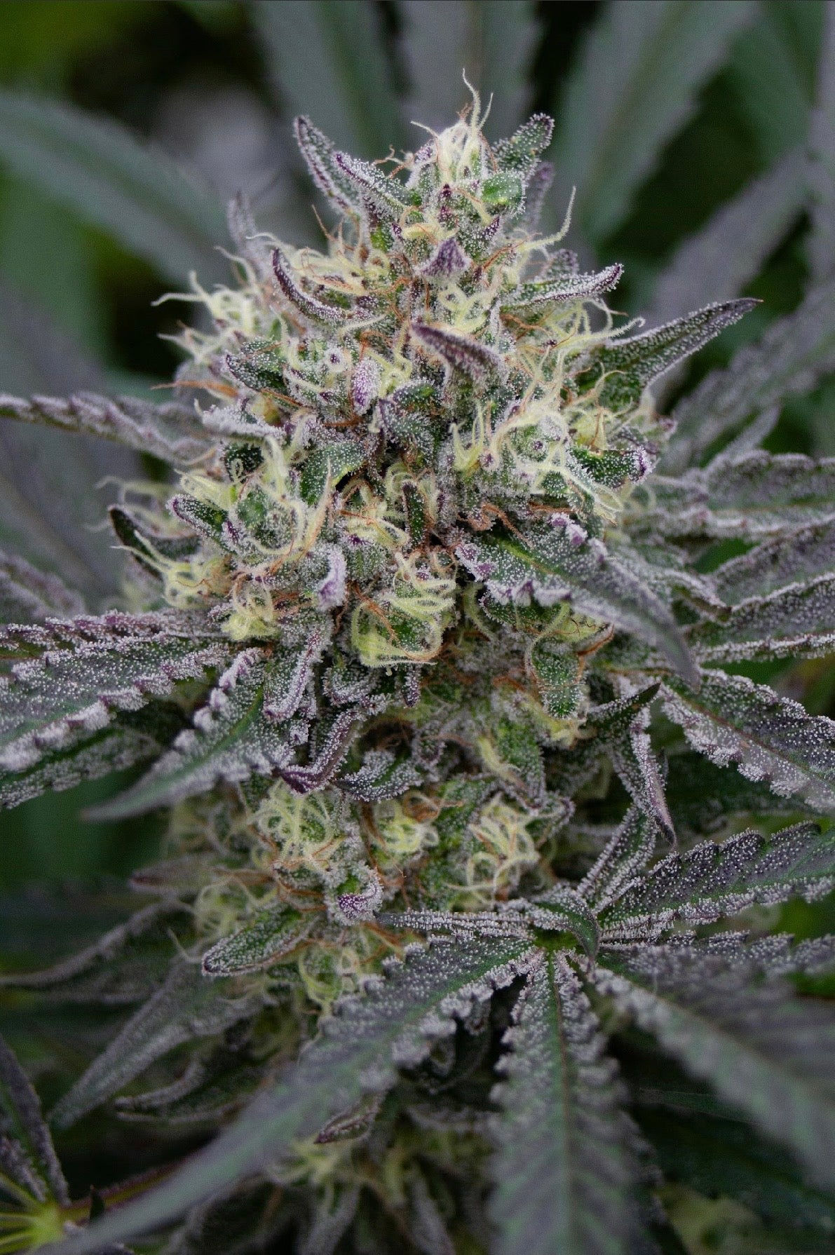 ALLIUM OG 🧅
