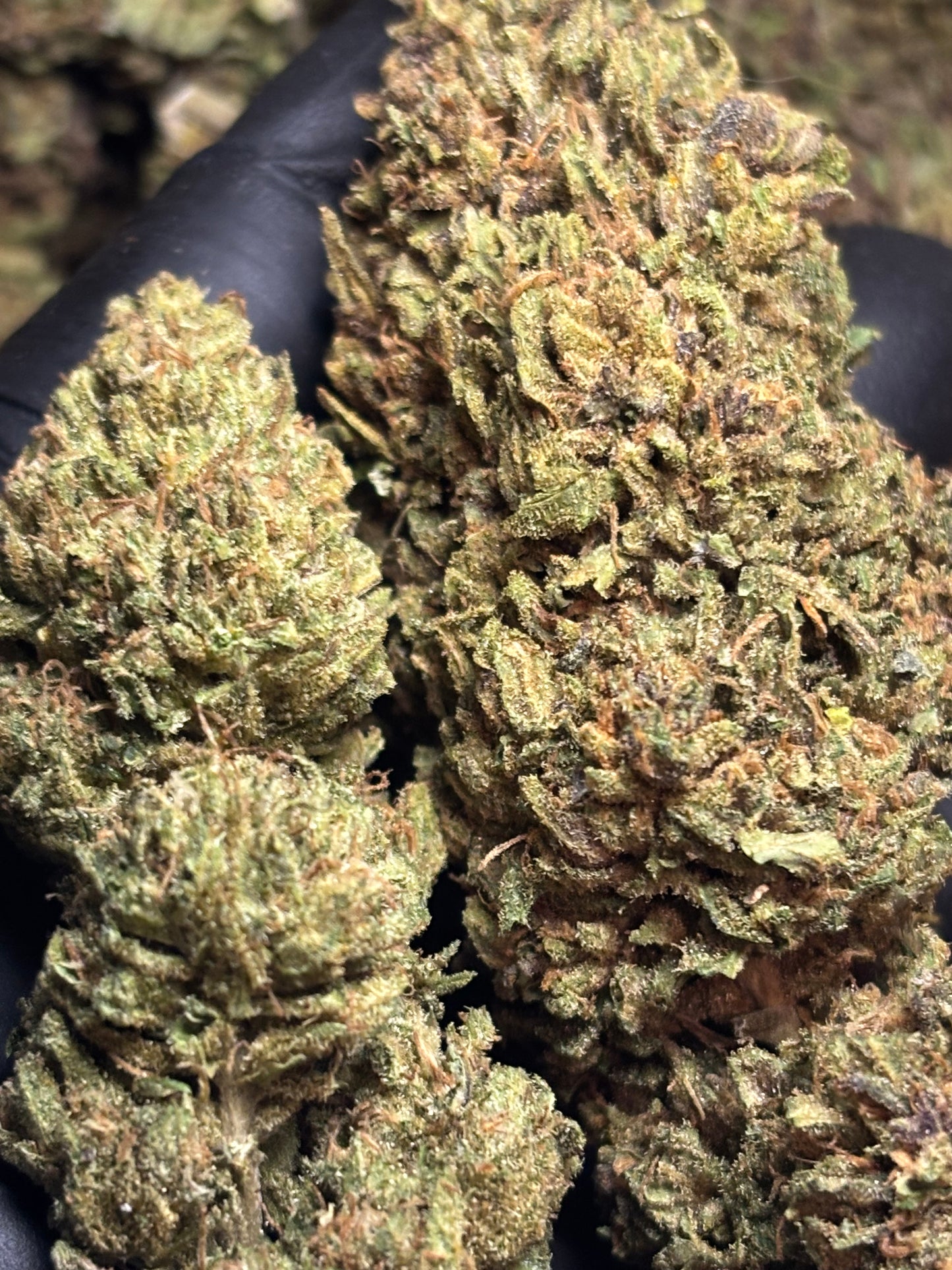 Skunk Jam 🍄🇫🇷