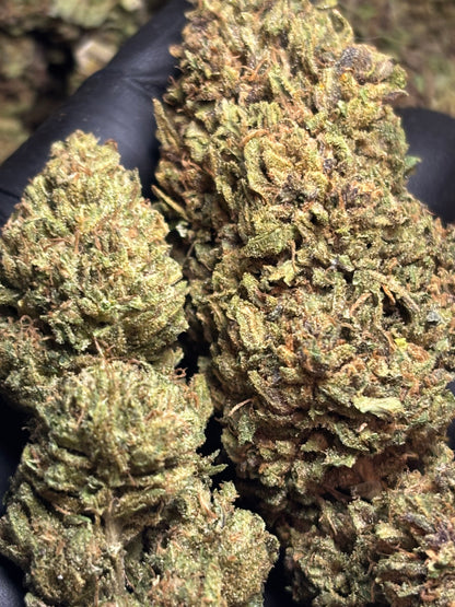 Skunk Jam 🍄🇫🇷