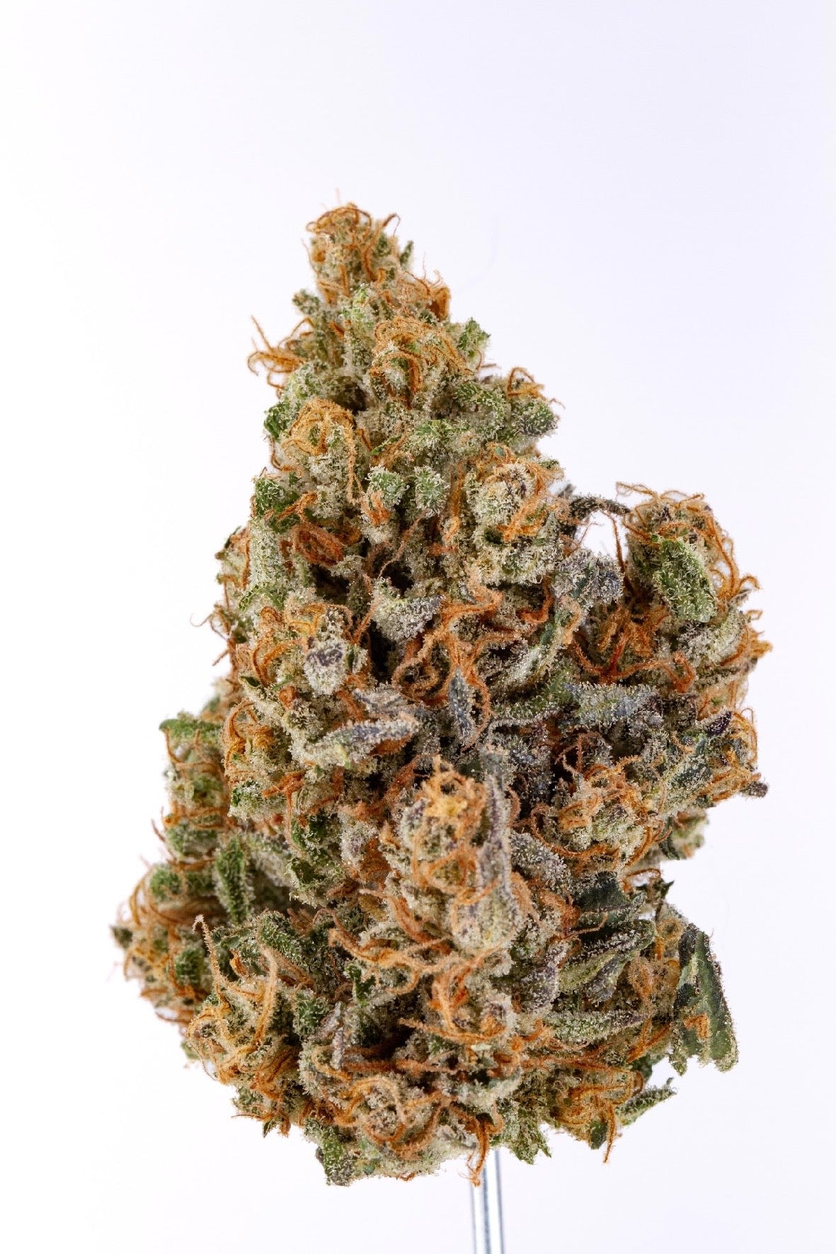 ALLIUM OG 🧅
