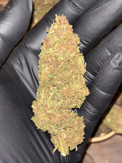 Skunk Jam 🍄🇫🇷