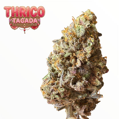 PACK DÉCOUVERTE - ORIGINAL GROWING - INDOOR PREMIUM 🏆🇫🇷